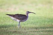 11083 Eurasian Whimbrel