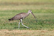 11084 Eurasian Curlew