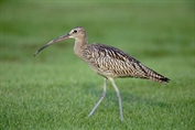 11085 Eurasian Curlew