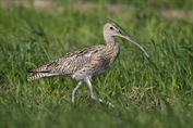 11087 Eurasian Curlew