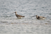 11088 Eurasian Curlew