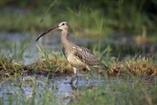 11089 Eurasian Curlew