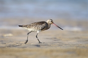 11092 Bar-tailed Godwit