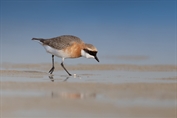 11094 Tibetan Sand Plover