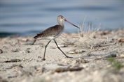 11096 European Black-tailed Godwit