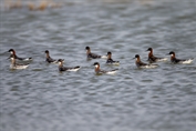 11100 Red-necked Phalarope