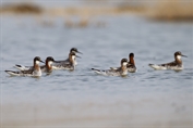 11101 Red-necked Phalarope
