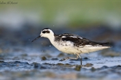11102 Red-necked Phalarope