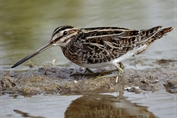 11103 Eurasian Common Snipe
