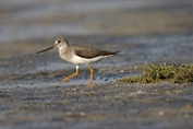 11104 Terek Sandpiper