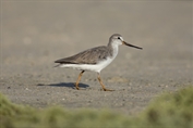 11105 Terek Sandpiper
