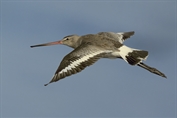 11106 European Black-tailed Godwit