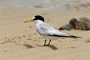 11107 Saunders's Tern