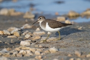 11108 Common Sandpiper