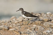 11109 Common Sandpiper