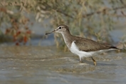 11110 Common Sandpiper