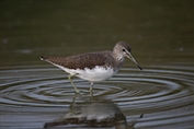 11111 Green Sandpiper