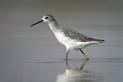 11113 Marsh Sandpiper