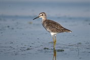 11115 Wood Sandpiper