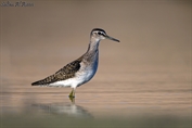 11116 Wood Sandpiper