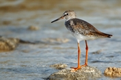 11123 Common Redshank