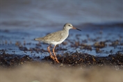 11126 Common Redshank