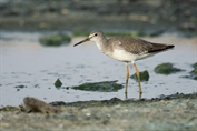 11127 Common Redshank