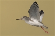 11128 Common Redshank