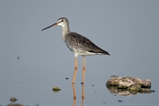 11129 Spotted Redshank