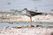 11130 Spotted Redshank