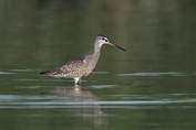 11131 Spotted Redshank
