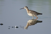 11132 Spotted Redshank