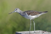 11133 Common Greenshank