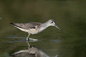 11134 Common Greenshank