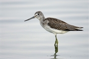 11135 Common Greenshank