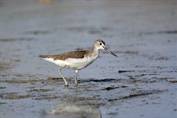 11136 Common Greenshank