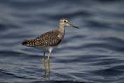 11139 Wood Sandpiper