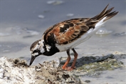 11141 Eurasian Ruddy Turnstone