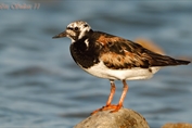 11142 Eurasian Ruddy Turnstone