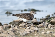 11143 Eurasian Ruddy Turnstone