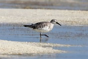11144 Great Knot