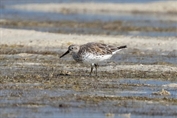 11145 Great Knot