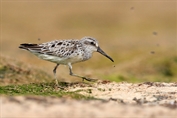 11159 Broad-billed Sandpiper