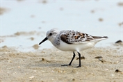 11160 Sanderling