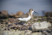 11163 Little Stint