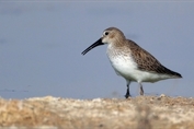11166 Dunlin