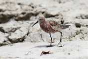 11168 Curlew Sandpiper