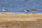 11169 Curlew Sandpiper