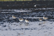 11170 Curlew Sandpiper