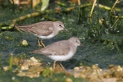 11171 Temminck's Stint